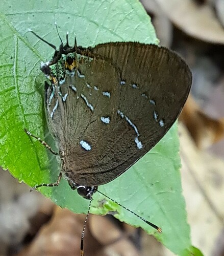 Janthecla janthina