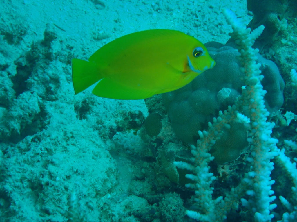 Chocolate surgeonfish