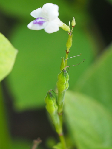 Asystasia intrusa