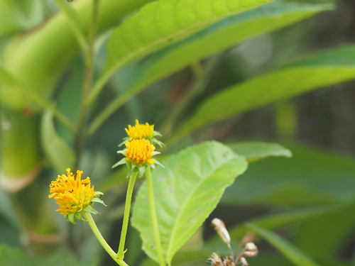 Tilesia baccata