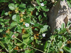 Alternanthera pungens