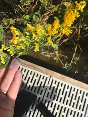 Solidago