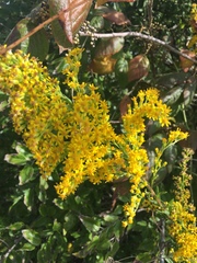 Solidago
