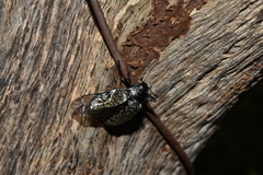 Cypherotylus californicus