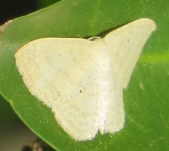 Scopula lactaria