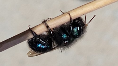 Blueberry Mason bee
