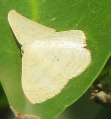 Scopula lactaria
