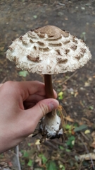 Rhacodium