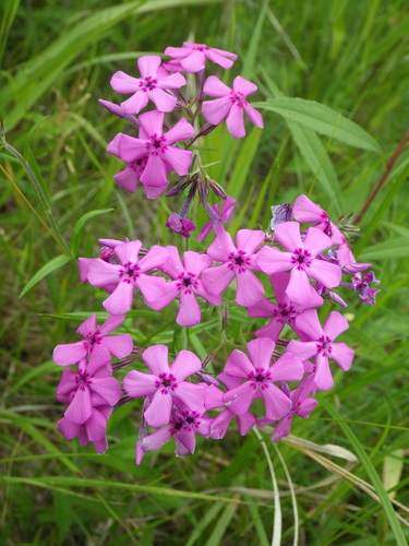 Phlox pilosa ssp. fulgida