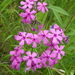 Downy Phlox - Photo (c) J.W.Baker, some rights reserved (CC BY-NC), uploaded by J.W.Baker