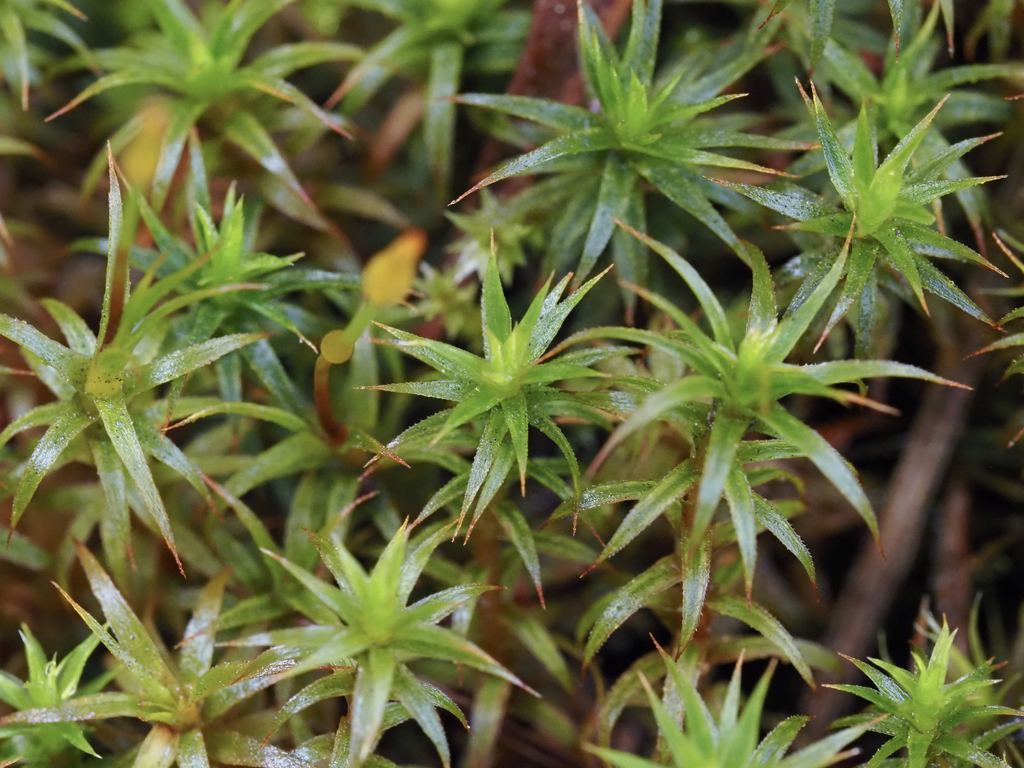Long-stalked Haircap Moss