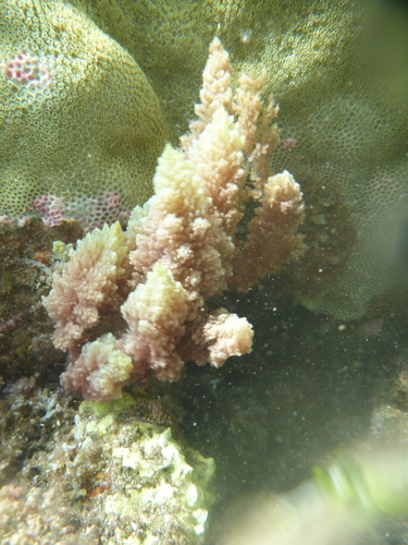 Asparagopsis taxiformis observed 2023-04-06
