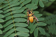 Vespa bicolor