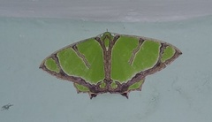 Agathia angustilimes