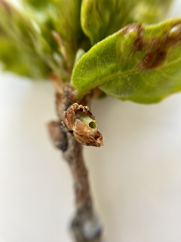 Neuroterus quaili