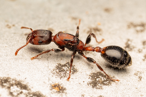 Podomyrma elongataPodomyrma elongata