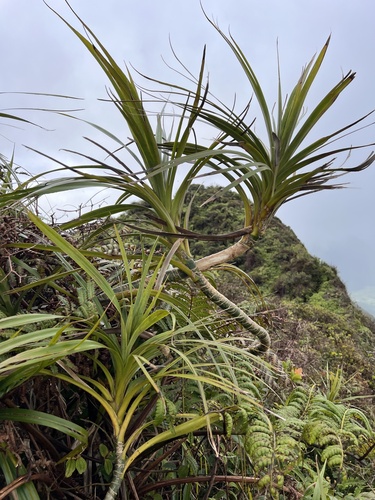 Freycinetia arborea