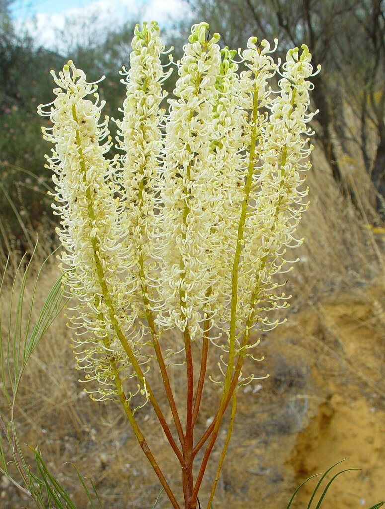 Grevillea candelabroides from Tenindewa WA 6632, Australia on October