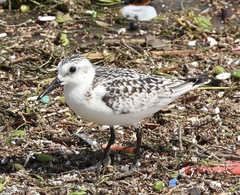 Calidris alba