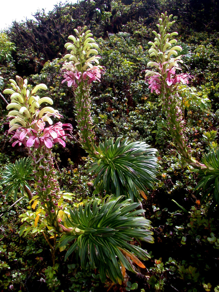 Lobelia gloria-montis