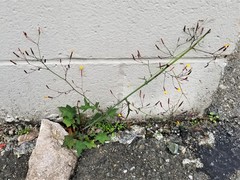 Mycelis muralis