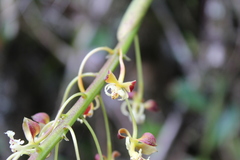 Epidendrum cylindraceum