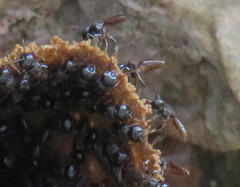 Lestrimelitta niitkib