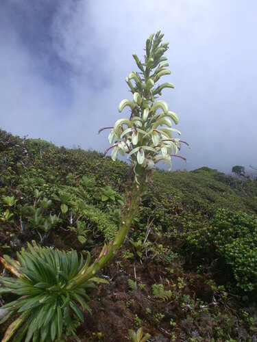 Lobelia gloria-montis