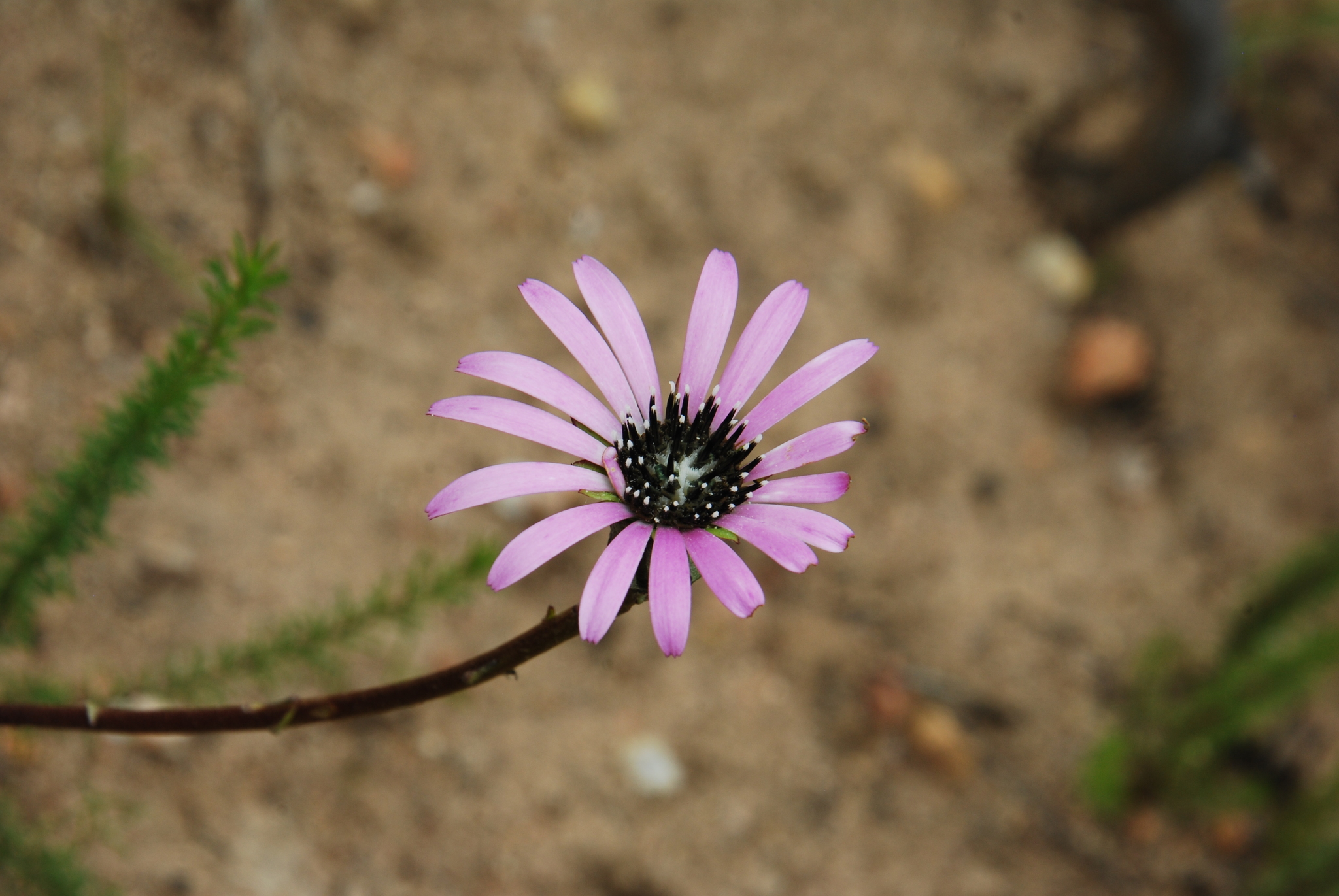 Gerberas (género Gerbera) · NaturaLista Colombia