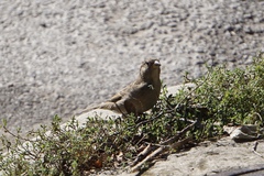 Passer domesticus