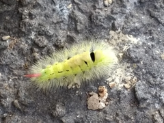 Calliteara pudibunda