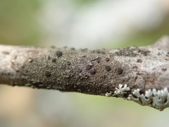 Rinodina