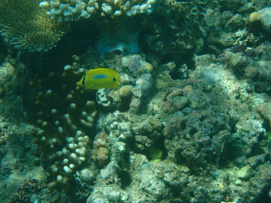 Blueblotch Butterflyfish