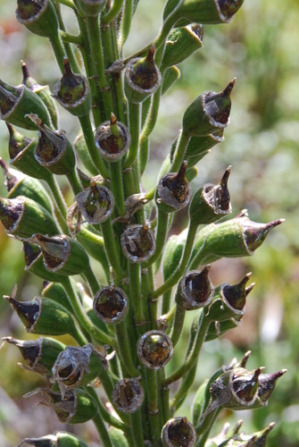 Lobelia gloria-montis ssp. longibracteata