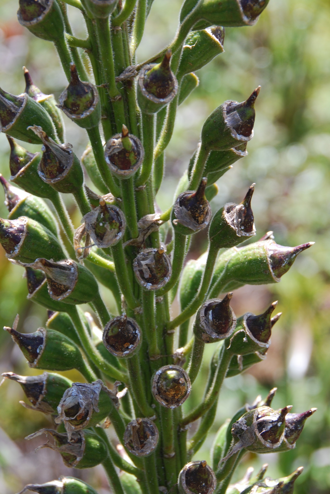 Lobelia gloria-montis ssp. longibracteata