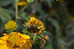 Neocrossidius trivittatus