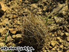 Ancistrocactus scheeri