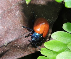 Humba cyanicollis