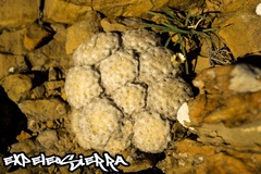Mammillaria plumosa