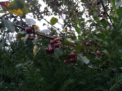 Malus purpurea