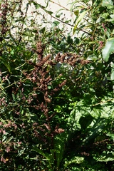 Rumex crispus