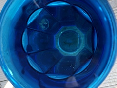 Craspedacusta sowerbii