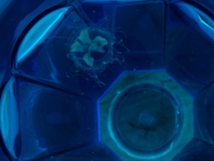 Craspedacusta sowerbii