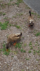 Anas platyrhynchos domesticus