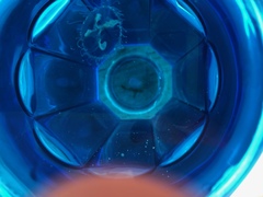 Craspedacusta sowerbii