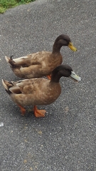 Anas platyrhynchos domesticus