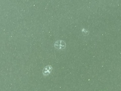 Craspedacusta sowerbii