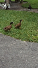 Anas platyrhynchos domesticus