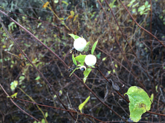 Symphoricarpos albus albus