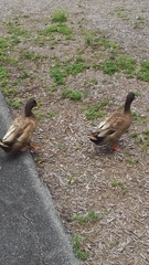 Anas platyrhynchos domesticus